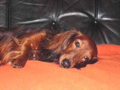 Amadeus