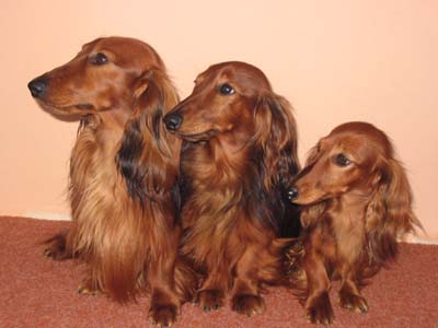 Píty, Amadeus, Doris