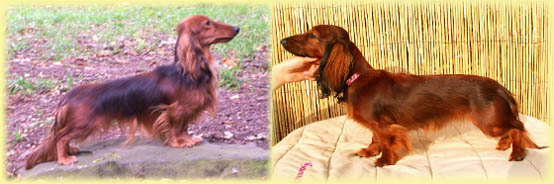 Ch. Jr.Extraordinary Es. Anamsunamon
x C.I.B. Odette Evasion