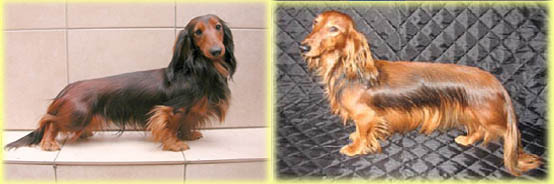 Ch.Romeo vom Benthener Forst x Ch.Duma Sachmet Anamsunamon