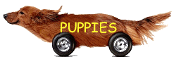 PUPPIES