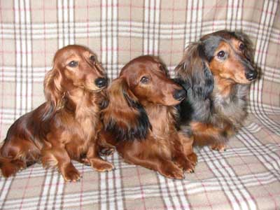 Doris, Esprit, Colorka