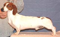 �erven� strakat� (piebald) - ch. st. Duchwood