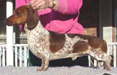 �erven� strakat� (piebald) - ch. st. Duchwood