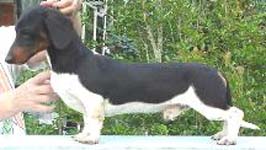 �ern� s p�len�m strakat� (piebald) - ch. st. Duchwood