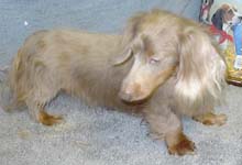 isabela s p�len�m