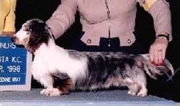 dvojit� tygrovan� (double dapple)