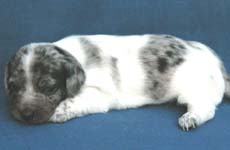 modr� dvojit� tygrovan�