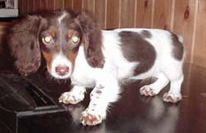 �okol�dov� s p�len�m strakat� (piebald)