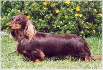 hn�d� s p�len�m - Northook Ellie May at Garosa