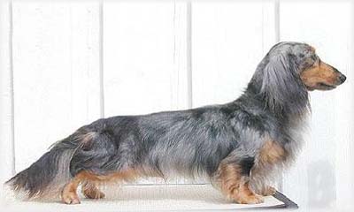 �ern� s p�len�m tygrovan� - Wangsmore Spectacular