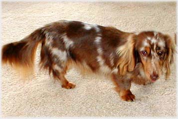 hn�d� s p�len�m tygrovan�