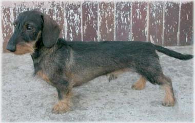 ICh. Kalokagathia Xirius