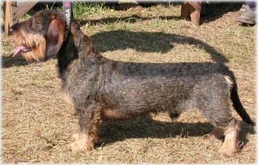 Doktor Dam Di Dam Kalokagathia Fai