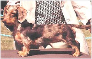 hn�d� tygrovan�