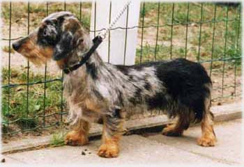 �ern� s p�len�m tygrovan�