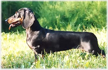 �ern� s p�len�m - trpasli�� ICh. Kisjeszeni Rommy