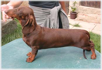 hn�d� s p�len�m - standardn� Pola Czuk Hodowla Myslinow