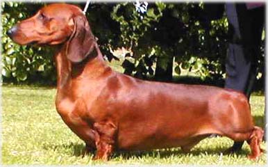 �erven� - standarn� Ch. Hampdach Autumn Quest