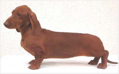 �erven� s hn�d�m nosem - standardn�