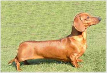 �erven� - trpasli��