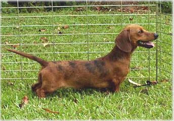 �erven� tygrovan�